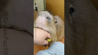 Why Do Capybaras Also Experience Conflict? #shorts #viral