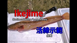 IkeJime method:  How to dispatch and bleed a Northern blenny, Long shanny (Nagazuka)