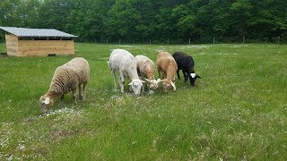 Meeting our flock of Katahdin sheep!