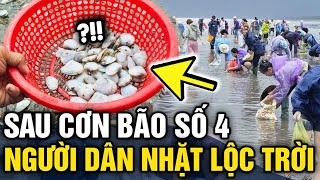 Sau cơn BÃO SỐ 4, người dân Nghệ An xúm nhau đi NHẶT LỘC TRỜI dạt vào bãi biển | Tin 3 Phút