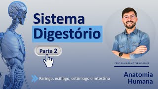 SISTEMA DIGESTÓRIO - PARTE 2 - FARINGE, ESÔFAGO, ESTÔMAGO E INTESTINO