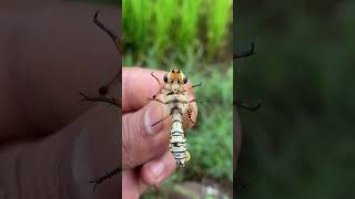 Oriental Owlfly🦟 #insect #shorts