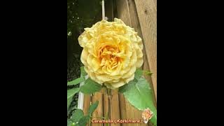 Caramella ( Korkintera ) . #rose