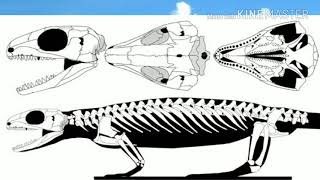 Los antepasados de las tortugas.