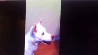 Doge Face Time (A Funny Short of Randomness)