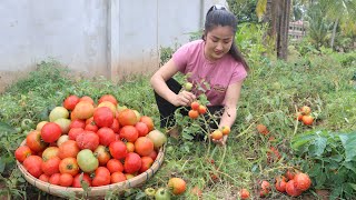 I harvest ripe tomato to make tomato candy - 2 recipes with tomato - Cooking with Sreypov