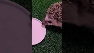 Ежик точит сверчка😋🙃😶‍🌫️ #pet #animal #hedgehog #ежик #funnyanimal