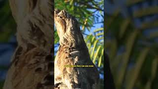 Potoo bird: The dumbest and scariest looking bird #shorts #birds #scary #birdslover