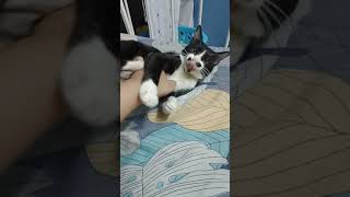 Cute cat fighting #cutecat