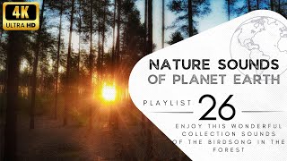 2 hours of pleasant natural sounds - birdsong in the forest.