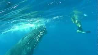 face to face with a friendly Humpback juvenil and a man