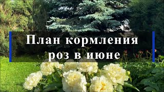 План кормления роз в июне. Питомник растений Е. Иващенко