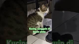 ADA TAMU KUCING LUCU DI DEPAN PINTU