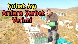 Şubat Ayında Şerbet Nasıl Arıya Verilir | detaylı anlatım ne fayda