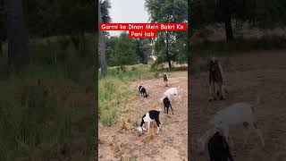 Garmi ke Dinon Mein Bakri Ko Pani kab Da || #goat #goatfarming #shorts #viral #ytshorts