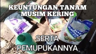 MUSIM KEMARAU DAN PEMUPUKAN NYA!!