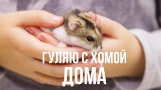 Прогулка с хомяком❣ | Вольер для хомы🐹 | Хомкины Будни🌸