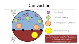 Hemodialysis Kinetics 101 04 Convection