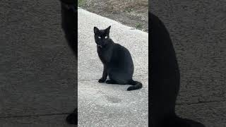 The Famous Charlotte The Black Cat With The Purple Collar pretends she’s an alley cat ~ then…..