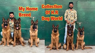 German shepherd Collection in my kennel my home breeding #germanshepherdlonghair #germanshepherd