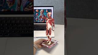 The best way to learn anatomy with #AR cards 💀🃏😍