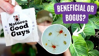 Discover What Happened When I Released Thousands of Beneficial Bugs into My Home