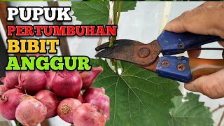 Pupuk khusus pohon anggur yang masih kecil