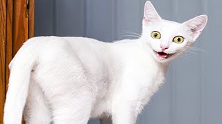 ПРИКОЛЫ С ЖИВОТНЫМИ ДО СЛЕЗ / Смешные КОТЫ 2022 / Приколы с КОТАМИ / Funny ANIMALS video #78