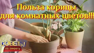 Просто добавьте немного корицы в цветочный горшок  Чудесные свойства корицы