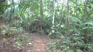 Sendero la Laguna - Gamboa Panama