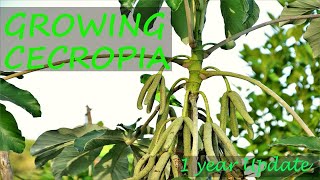 Growing Cecropia In The Scorching HOT Desert | 1 Year Update