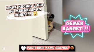 Lihat kucing lucu ini menaklukan dunia 🙀 Pasti bikin kamu senyum 🤩