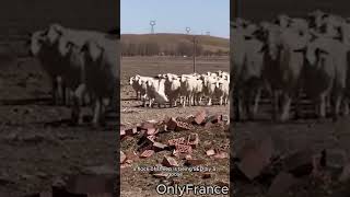 A flock of sheep led by a goose #shorts  #animal2023  #cuteanimals #animals #animalshorts #sheep