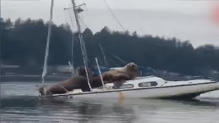 Lobos Marinos casi hunden a un barco 🔴 Sea lions almost sink a ship