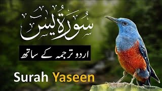 Surah Yaseen | Yasin  with Urdu translation full | Quran with Urdu Hindi Translation |Teaching Quran