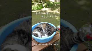 暑中お見舞い申し上げるねこ。 #Shorts