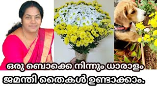 നഴ്സറി ജെമന്തി ഇനി ഇങ്ങനെ നടൂ..100% റിസൾട്ട്‌ ||Chrysanthemum plant care,propagation and Fertiliser