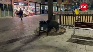 Un senglar es passeja pel centre de Sant Cugat