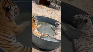 Tigers in Tub! 🐯