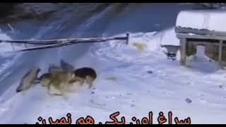 حمله گرگهای گرسنه به سگ نگهبان Wolves attack dogs