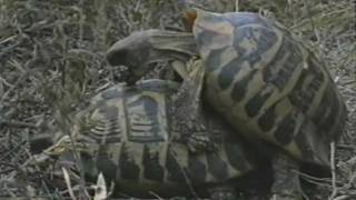 Testuggine di Hermann (Testudo hermanni) - Hermann's Tortoise