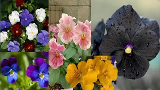 How to  take care of Pansy flowers |Pansy plant care