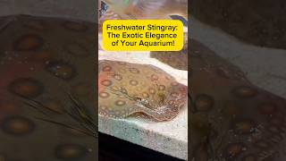 Freshwater Stingray: The Exotic Elegance of Your Aquarium! AquaVerse #freshwaterstingray #stringray