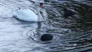 Roath Park lake Winter 2024 wildlife