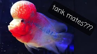 flowerhorn compatible tank mates - what fish can you have with flowerhorn cichlid