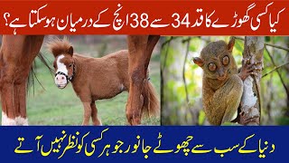 The smallest animal in the world|دنیا کے سب سے چھوٹےجانور|Faisal TV