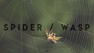 The spider & the wasp | Short documentary