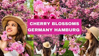 Cherry blossoms 2021|Germany Hamburg |World famous Cherry blossoms