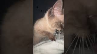 Котомассажист в деле 😈Funny video #asmr #cat #рекомендации #топ #кот #animals #shorts #funny #cute