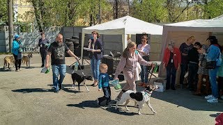 Выставка беспородных собак в Дзержинске